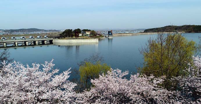 [카드10%] 논산 탑정호 벚꽃놀이 당일여행