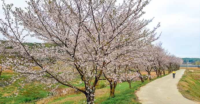 [카드10%] 당진+서산 벚꽃놀이 당일여행