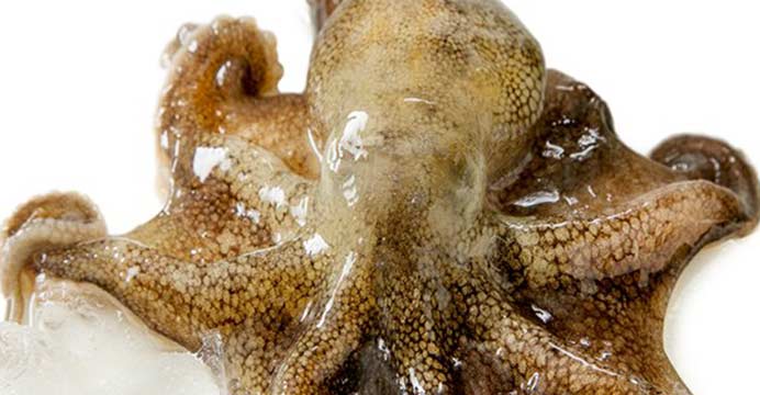 태안 자연산 통통 활쭈꾸미 1KG 8-15미