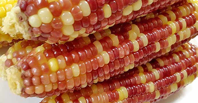 알록달록 삶은 찰옥수수 30개