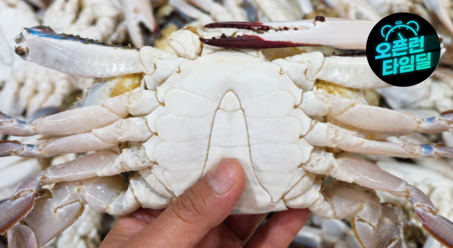 활 숫꽃게 1kg + 1kg 총 2kg 단하루 특가 행사