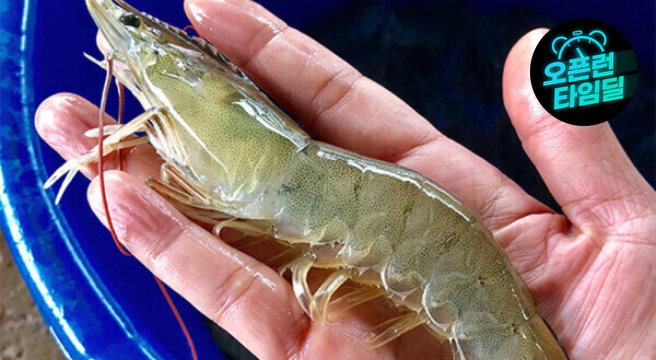 (신선집중) 국내산 제철 흰다리 왕새우 大 1kg(30미 내외) 생 새우회 횟감 - G마켓 가격 18,910원